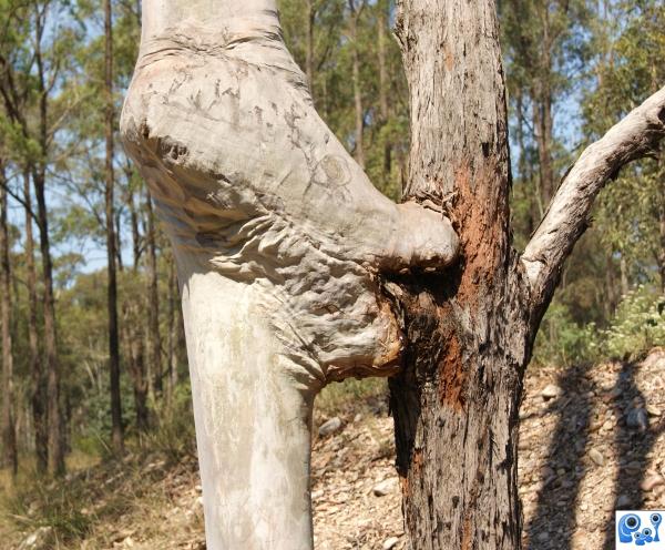 Kissing trees